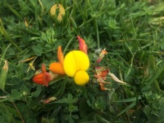Eggs and Bacon, spotted by Eldest, or Birdsfoot Trefoil.
